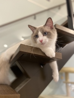 ���O�h�[��